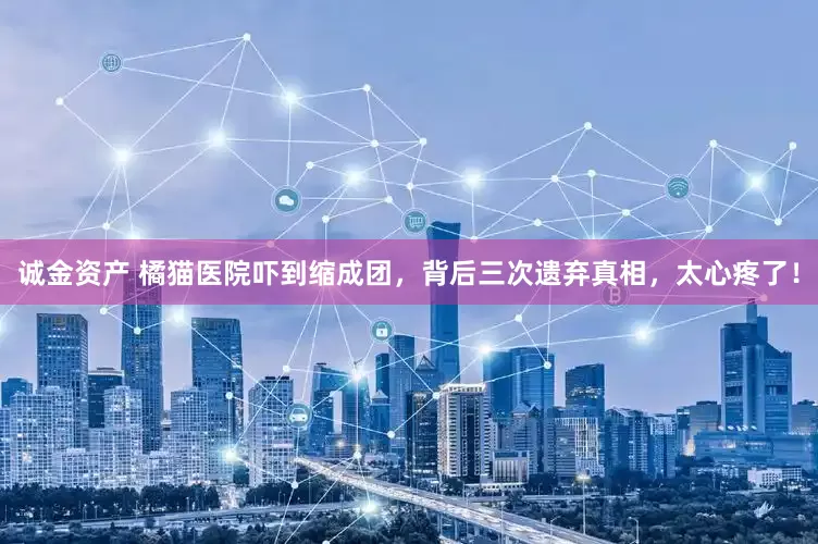 诚金资产 橘猫医院吓到缩成团，背后三次遗弃真相，太心疼了！